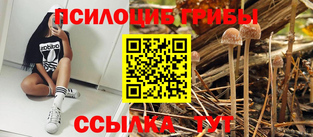 Галлюциногенные грибы Cubensis  Вход с VPN  Тобольск 